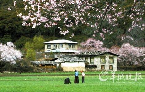 西藏林芝，桃花盛开的田园景色。